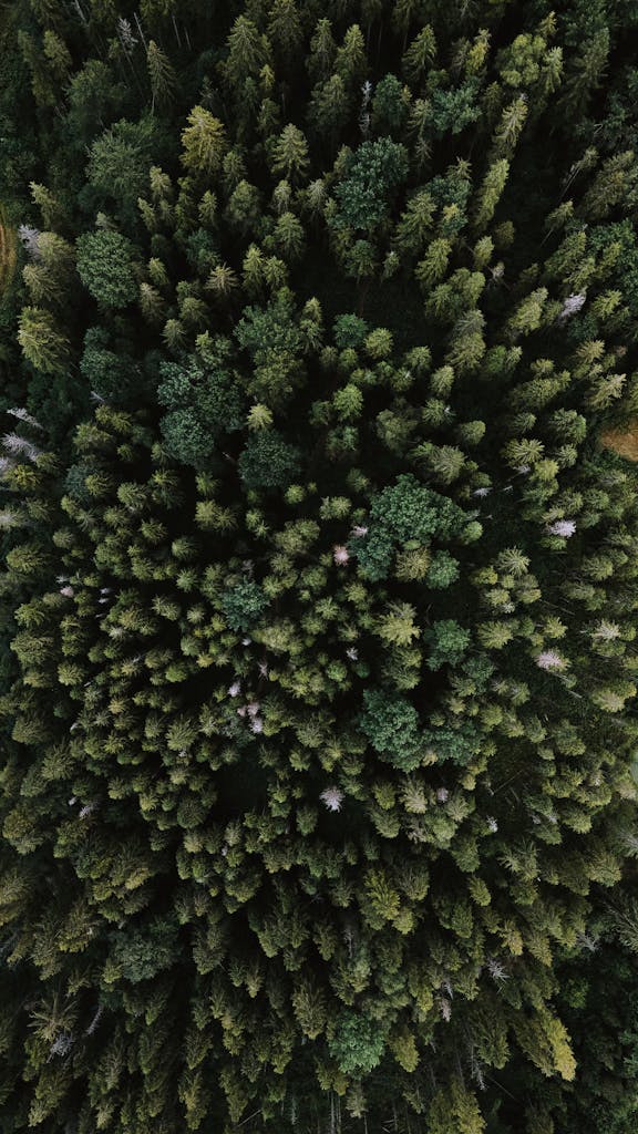Stunning aerial shot of a lush, dense forest canopy captured from above.